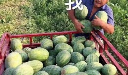 瓜地吃瓜娱乐圈